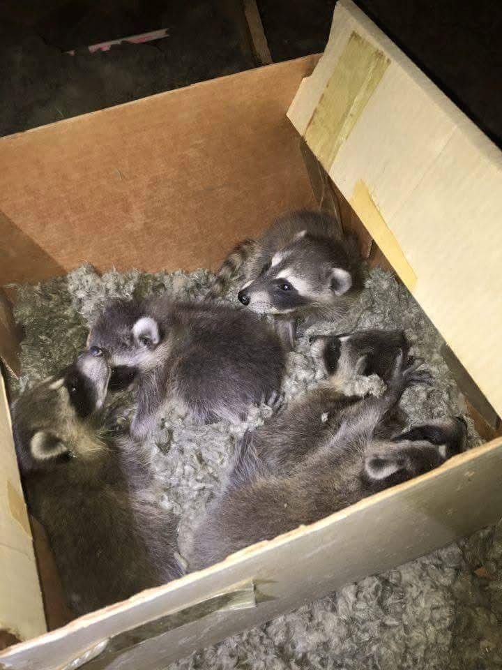 Raccoon damage in a Knoxville, TN attic