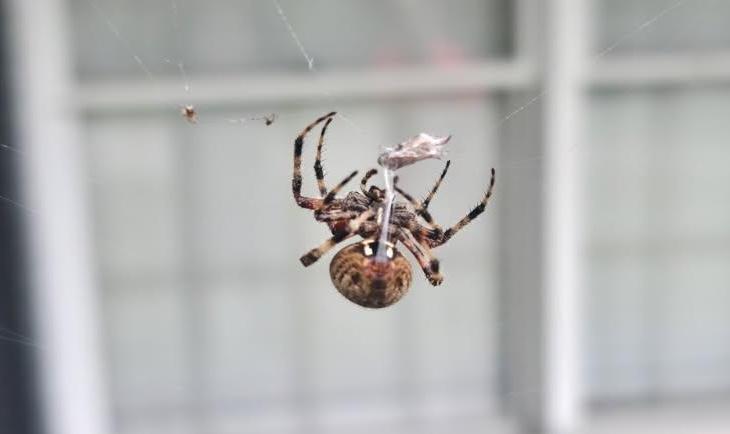 Critter Wranglers interior and exterior pest treatment