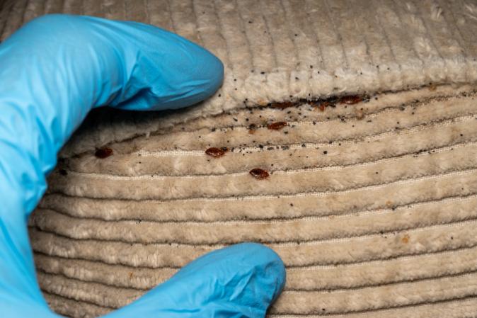 Bed bug control for Knoxville, TN homes