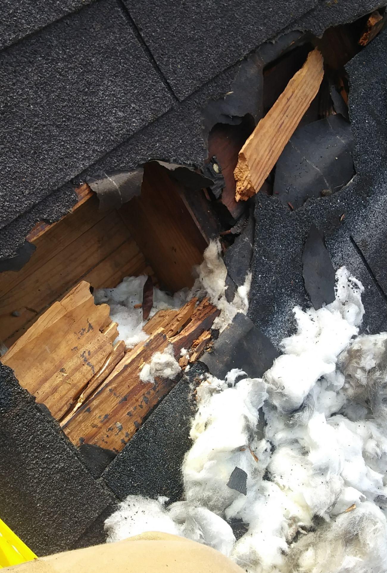 Critter Wranglers technician performing exclusion and repair work