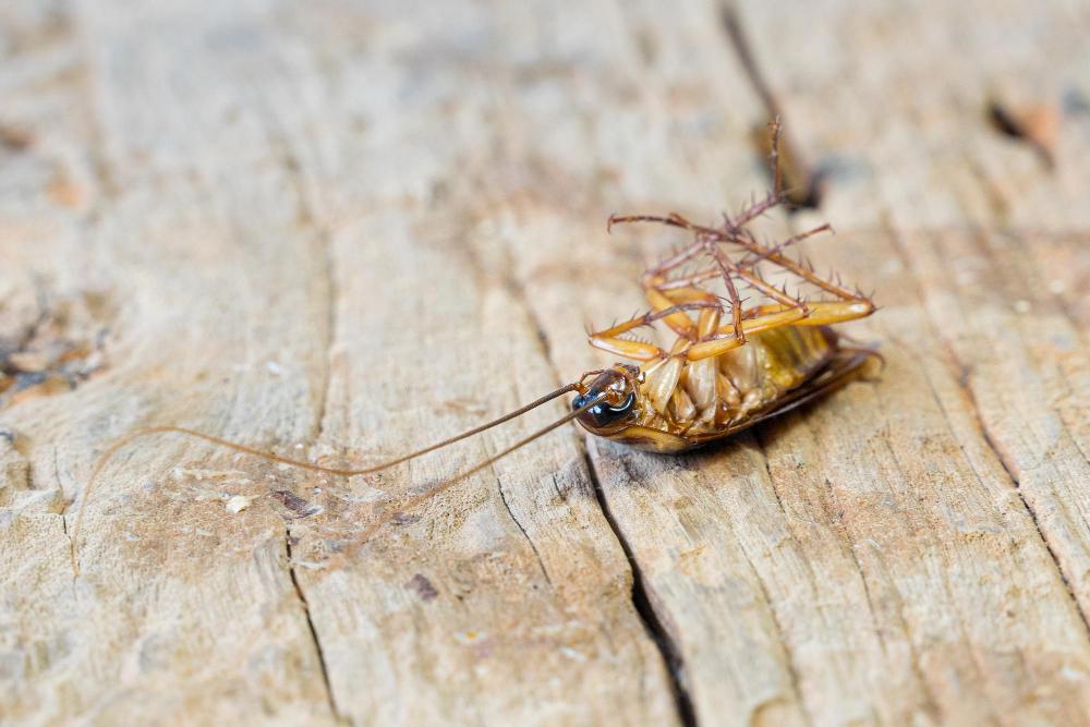 German cockroach infestation in a Knoxville kitchen
