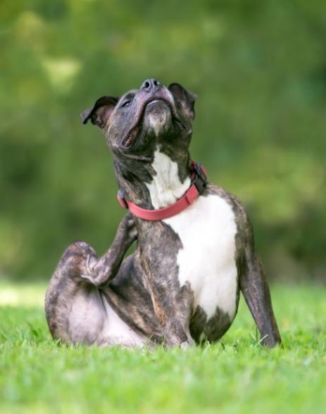 Flea and tick control for Knoxville, TN homes