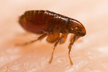 Critter Wranglers technician performing interior flea treatment