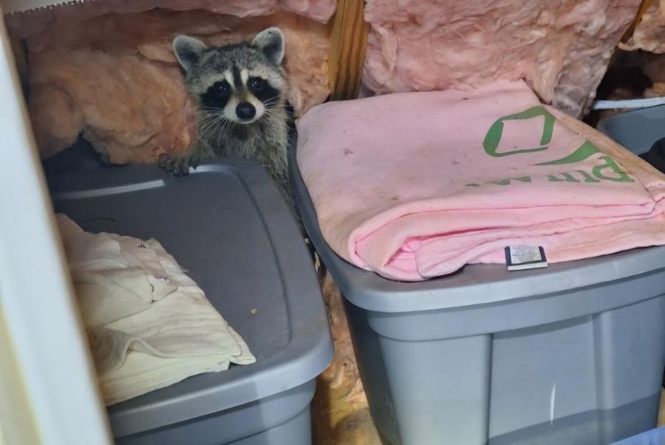 Critter Wranglers technician with service van