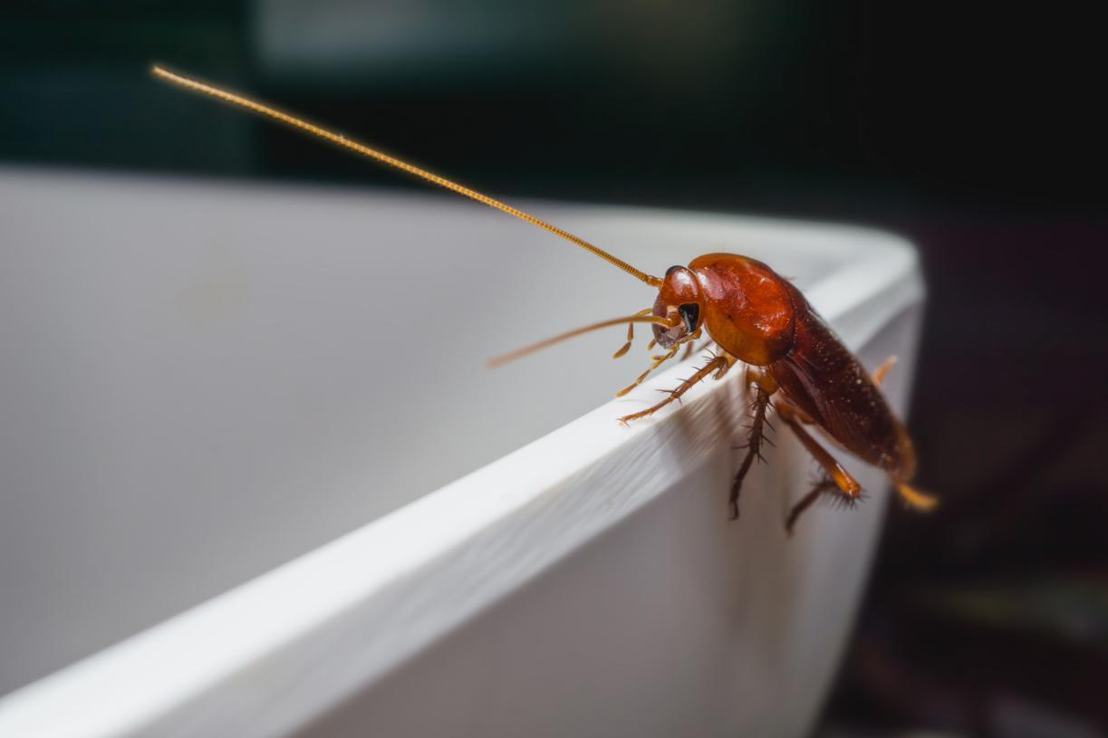 Critter Wranglers technician performing interior cockroach treatment