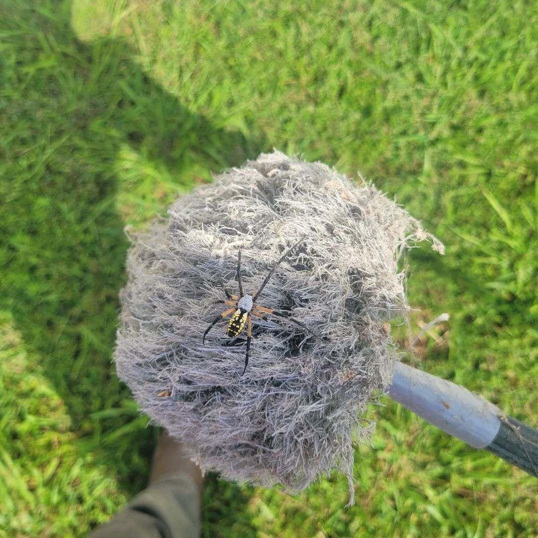 Brown recluse spider found in a Knoxville home