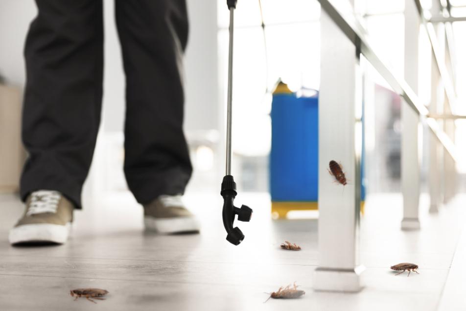 Critter Wranglers commercial cockroach control in a restaurant kitchen