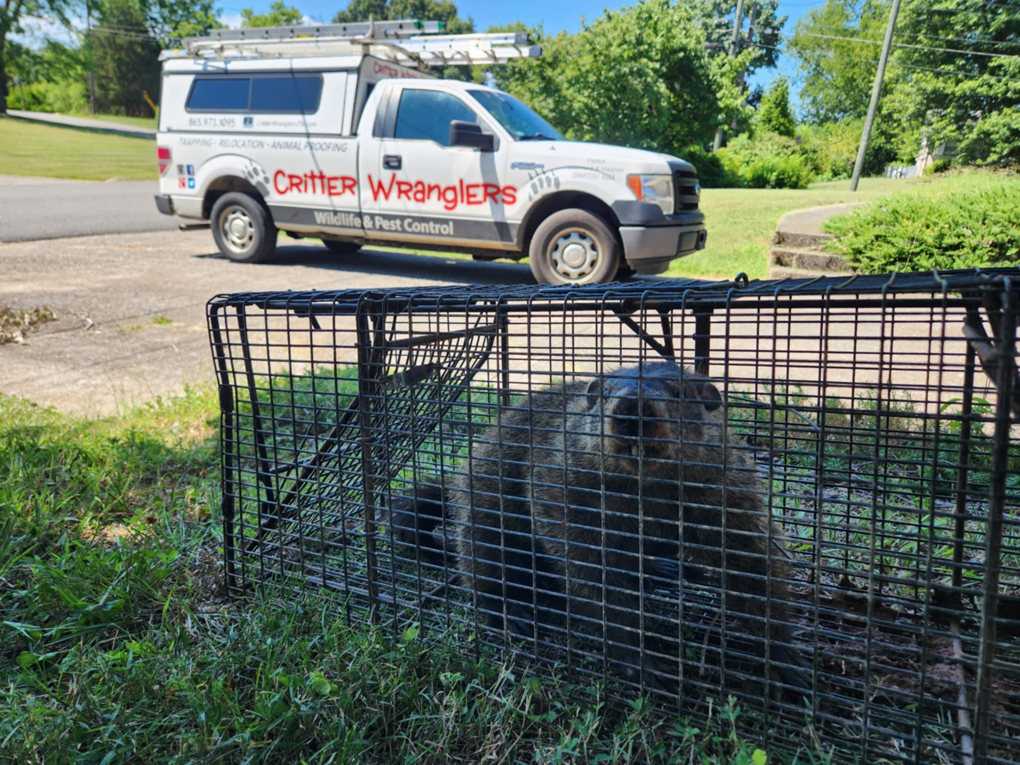 Critter Wranglers technician with service van