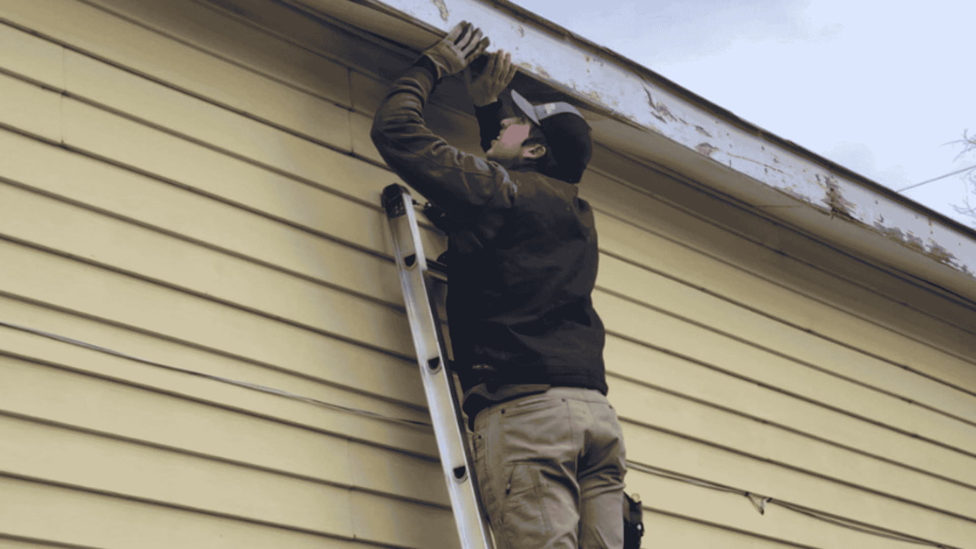 Winter Pests in Knoxville: The Truth About Cold Weather