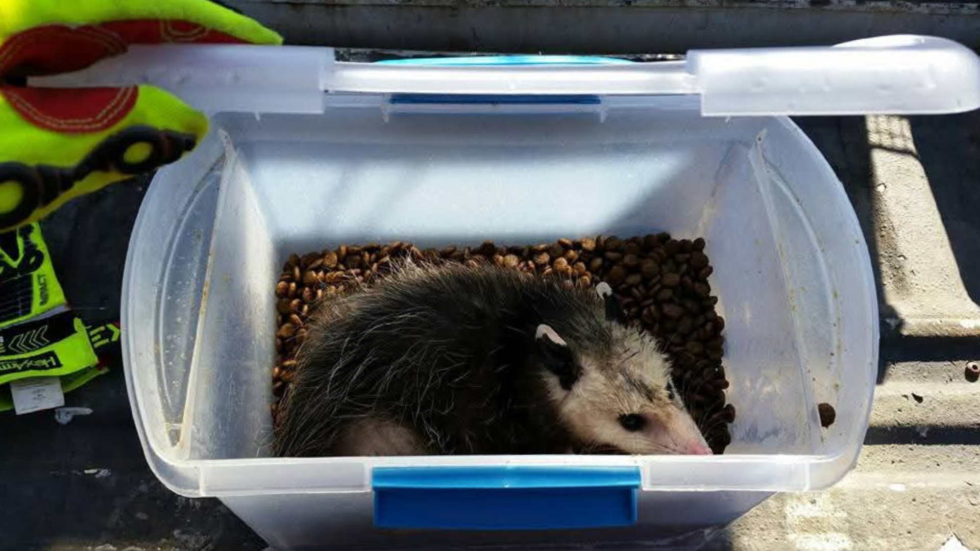Pest Control & Wildlife Removal in Concord, TN