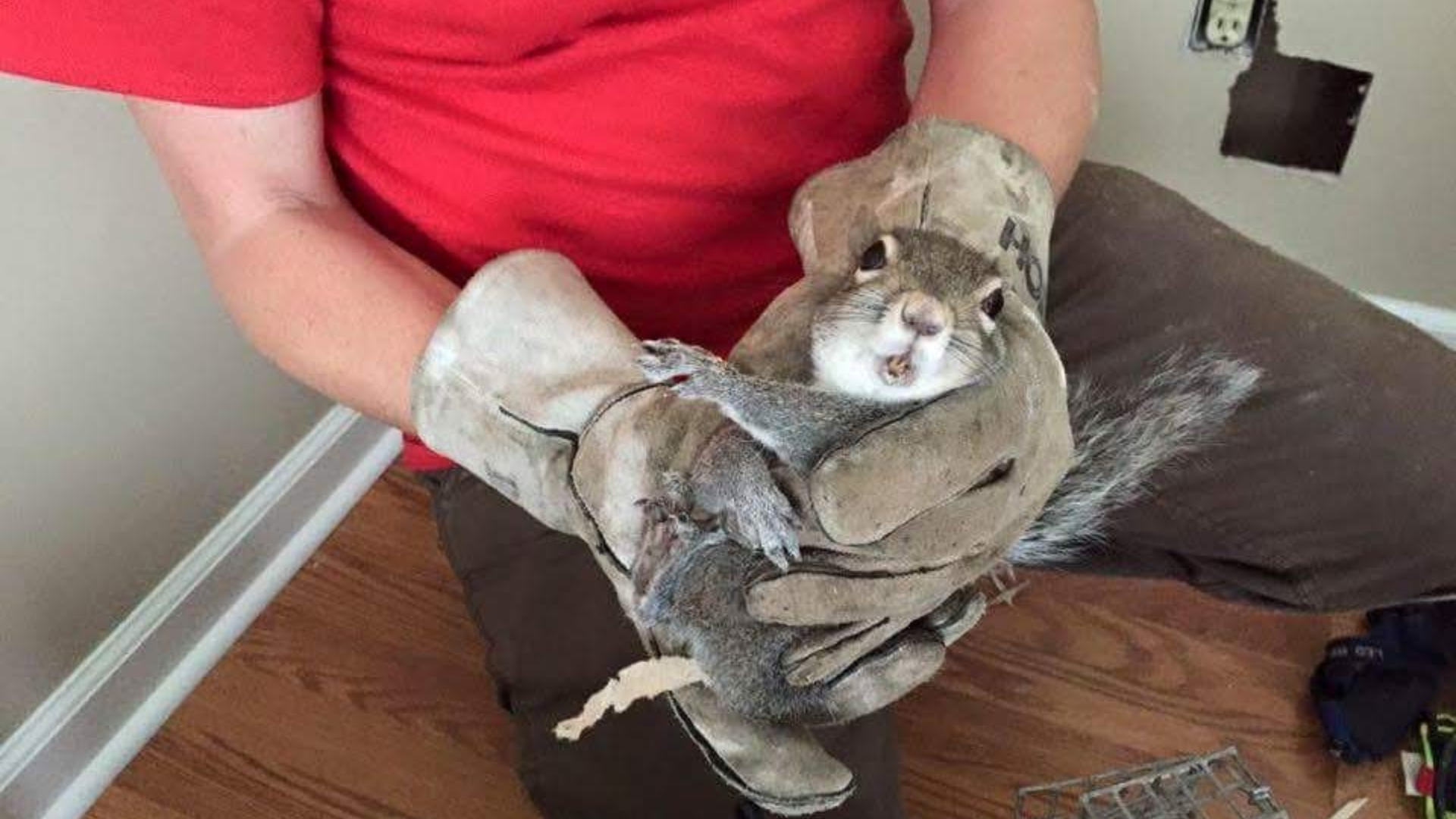 Pest Control & Wildlife Removal in Knoxville, TN