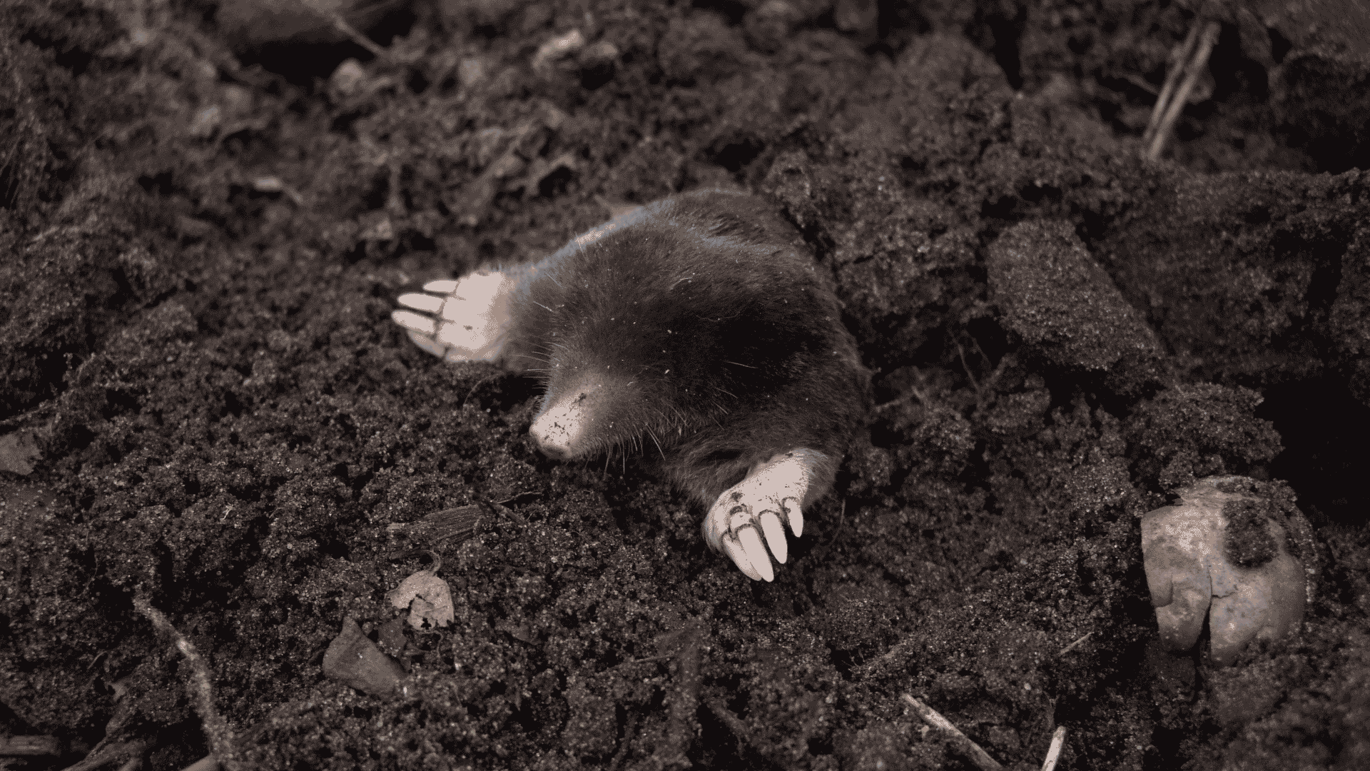 Pest Control & Wildlife Removal in Corryton, TN