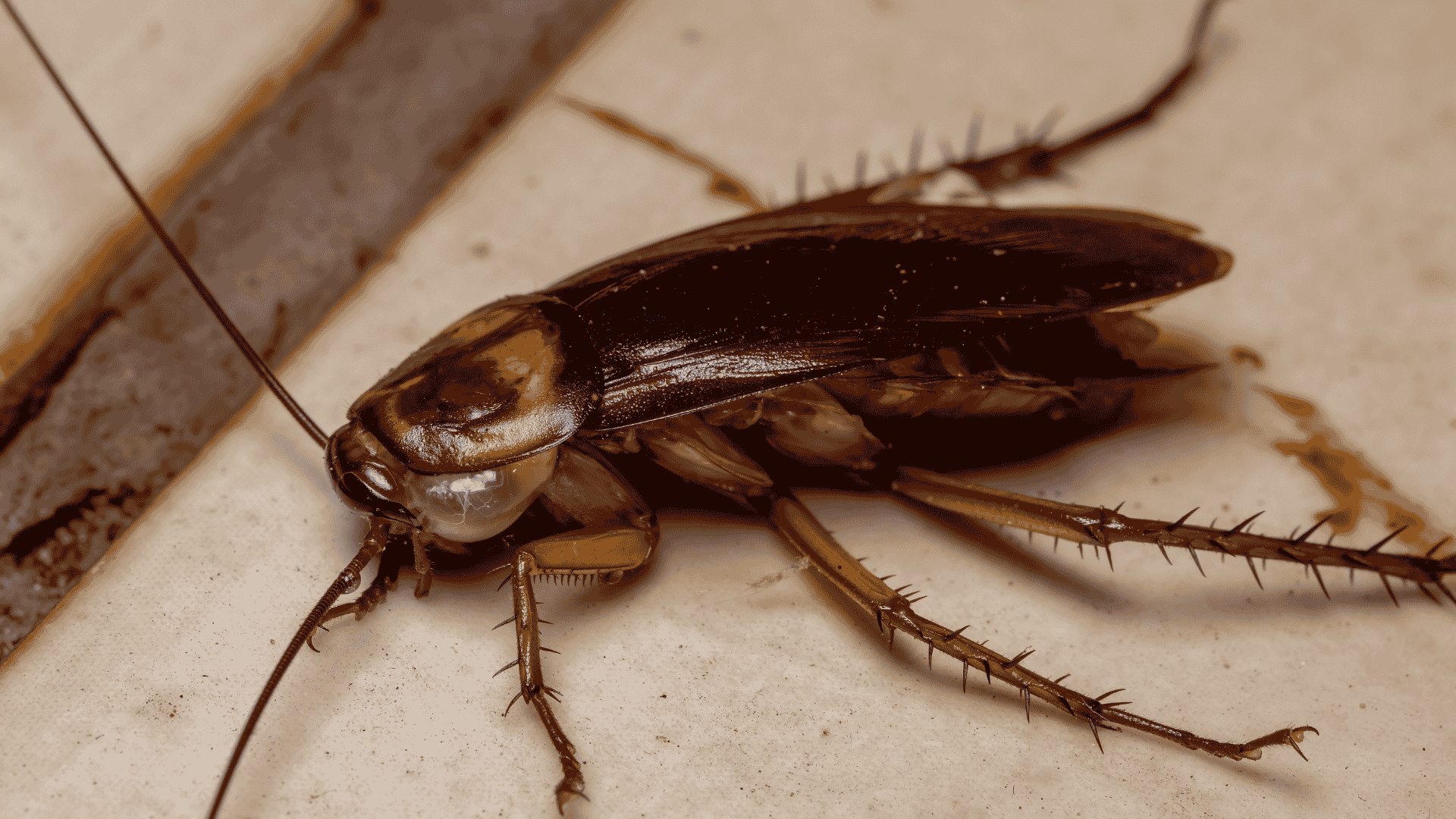 Pest Control & Wildlife Removal in Gibbs, TN