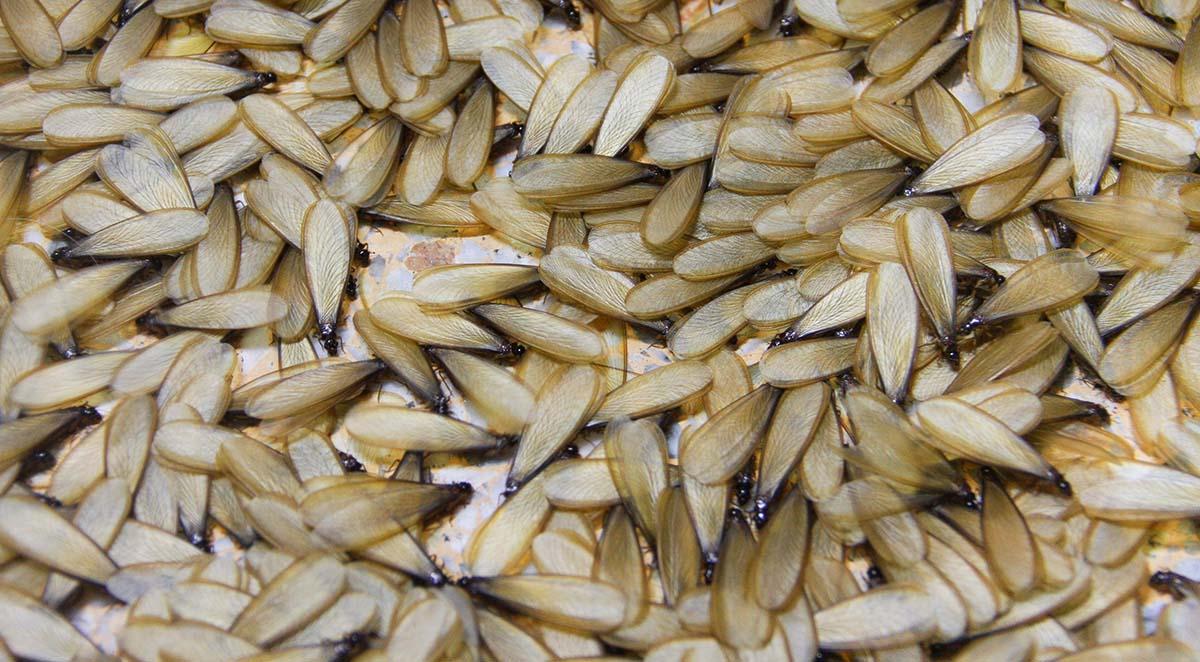 Termite Swarm Season in Tennessee: Signs and Next Steps