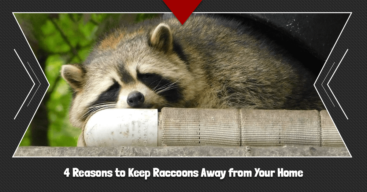 4-Reasons-to-Keep-Raccoons-Away-from-Your-Home-5c3679d366461