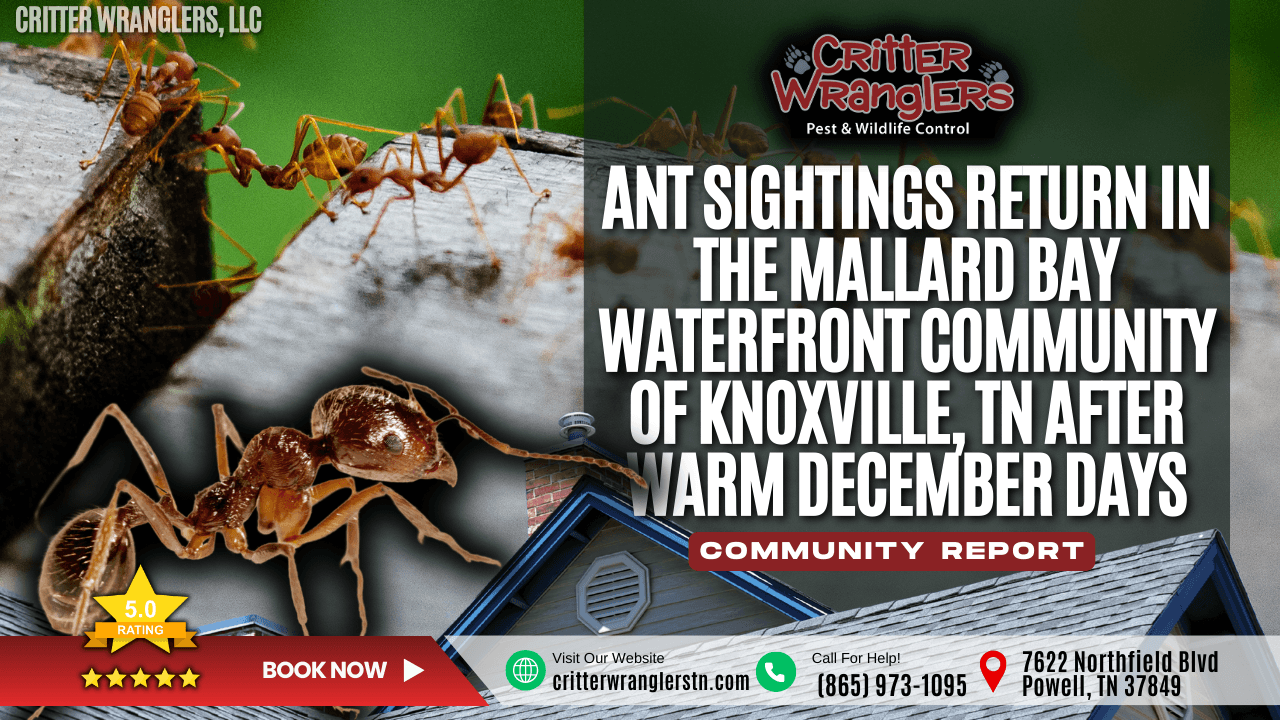 Ant Sightings Return in the Mallard Bay Waterfront Community of Knoxville, TN After Warm December Days