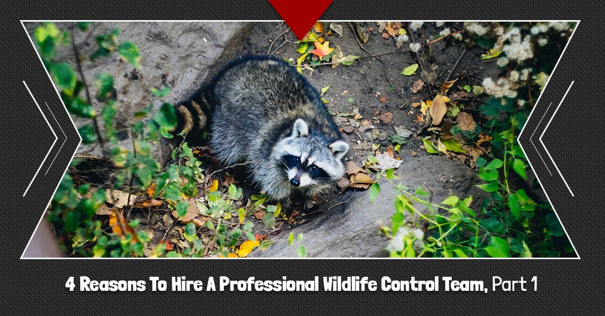 BB-Reasons-To-Hire-A-Professional-Wildlife-Control-Team-Part-1-5b72e081f07fd