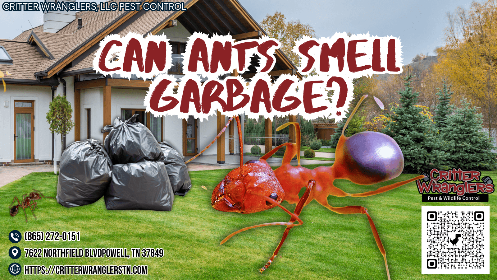 Can Ants Smell Garbage