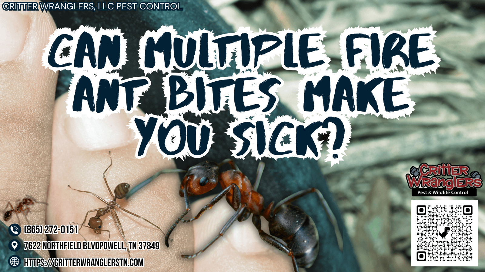 Can Multiple Fire Ant Bites Make You Sick