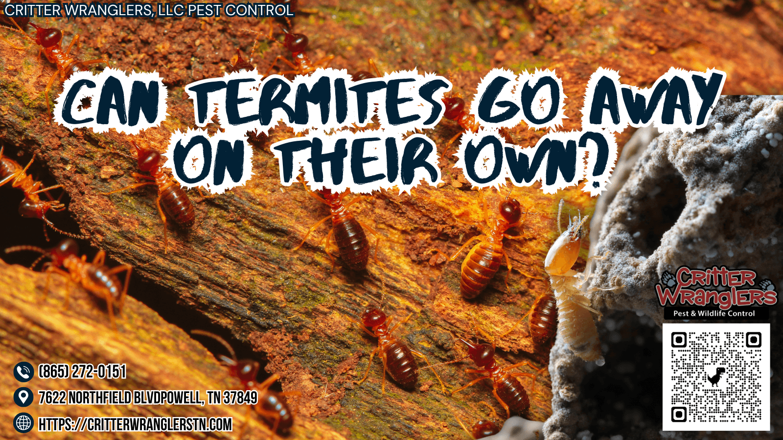 Can Termites Go Away On Their Own
