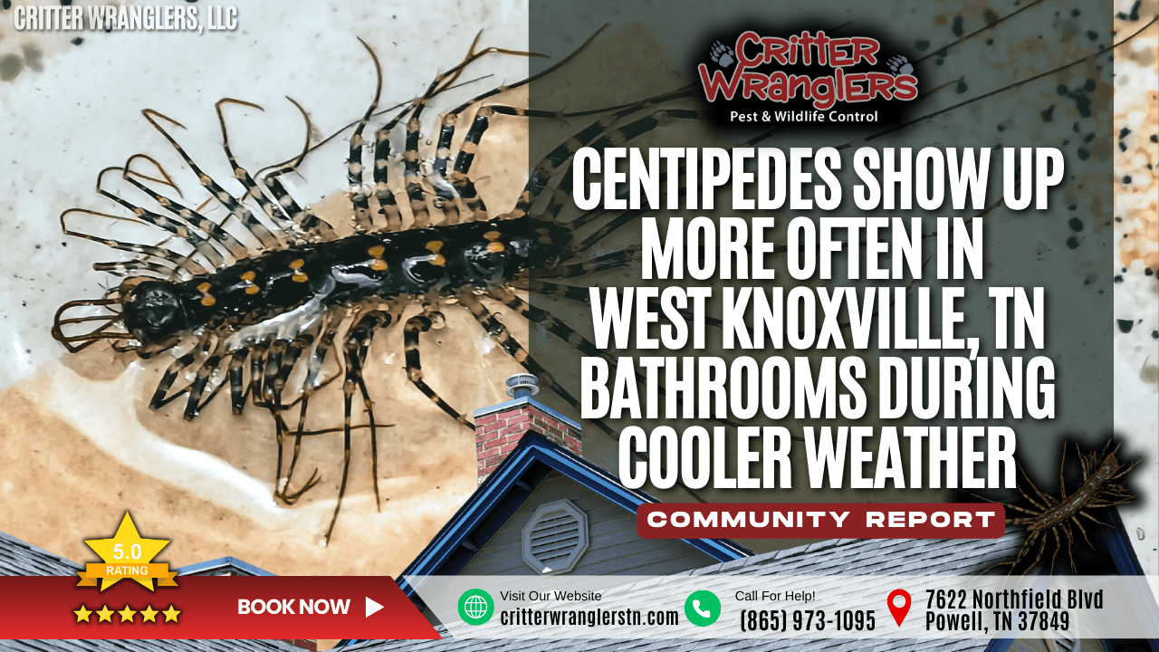 Centipedes Show Up More Often in West Knoxville, TN Bathrooms During Cooler Weather
