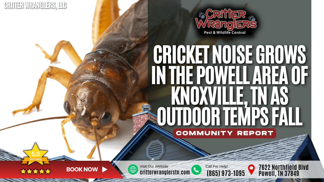 Cricket Noise Grows in the Powell Area of Knoxville, TN as Outdoor Temps Fall (2)