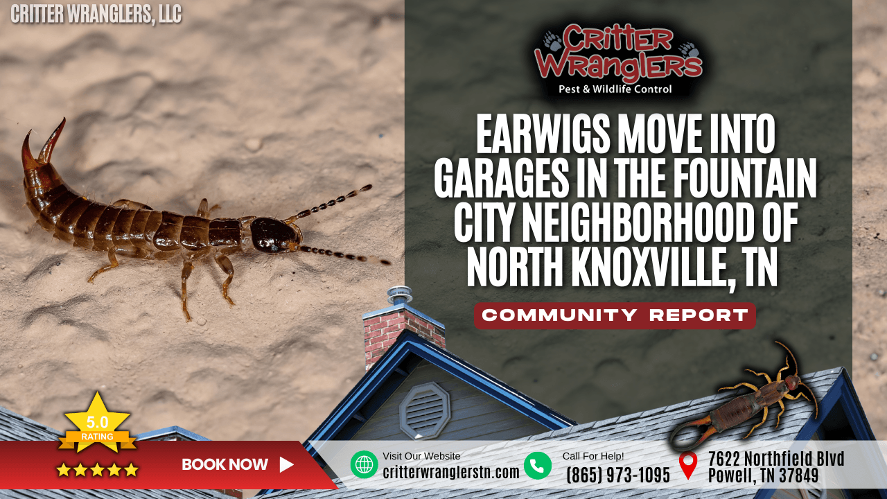 Earwigs Move Into Garages in the Fountain City Neighborhood of North Knoxville, TN After Heavy Rain