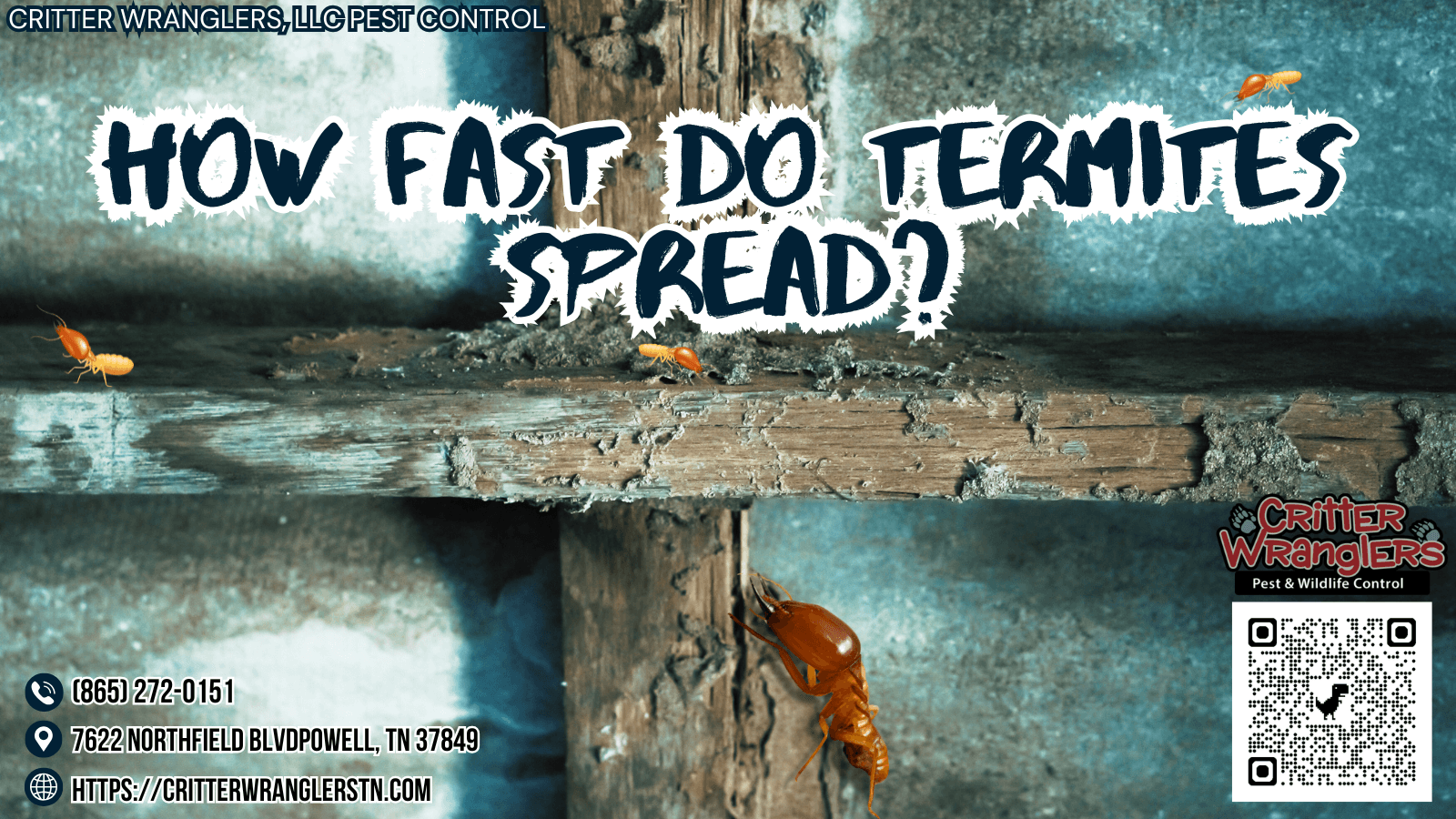 How Fast Do Termites Spread