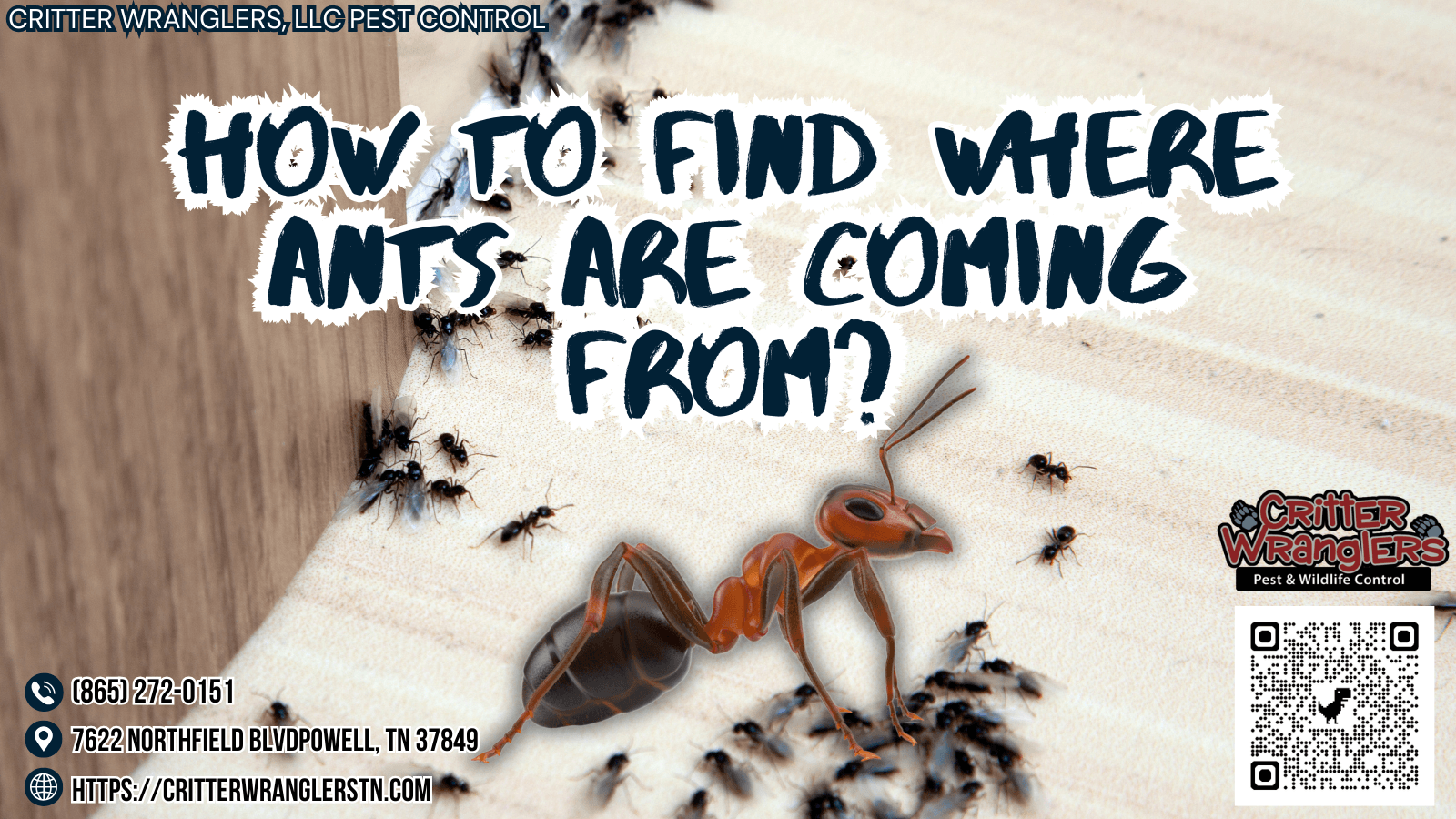 How to Find Where Ants Are Coming From