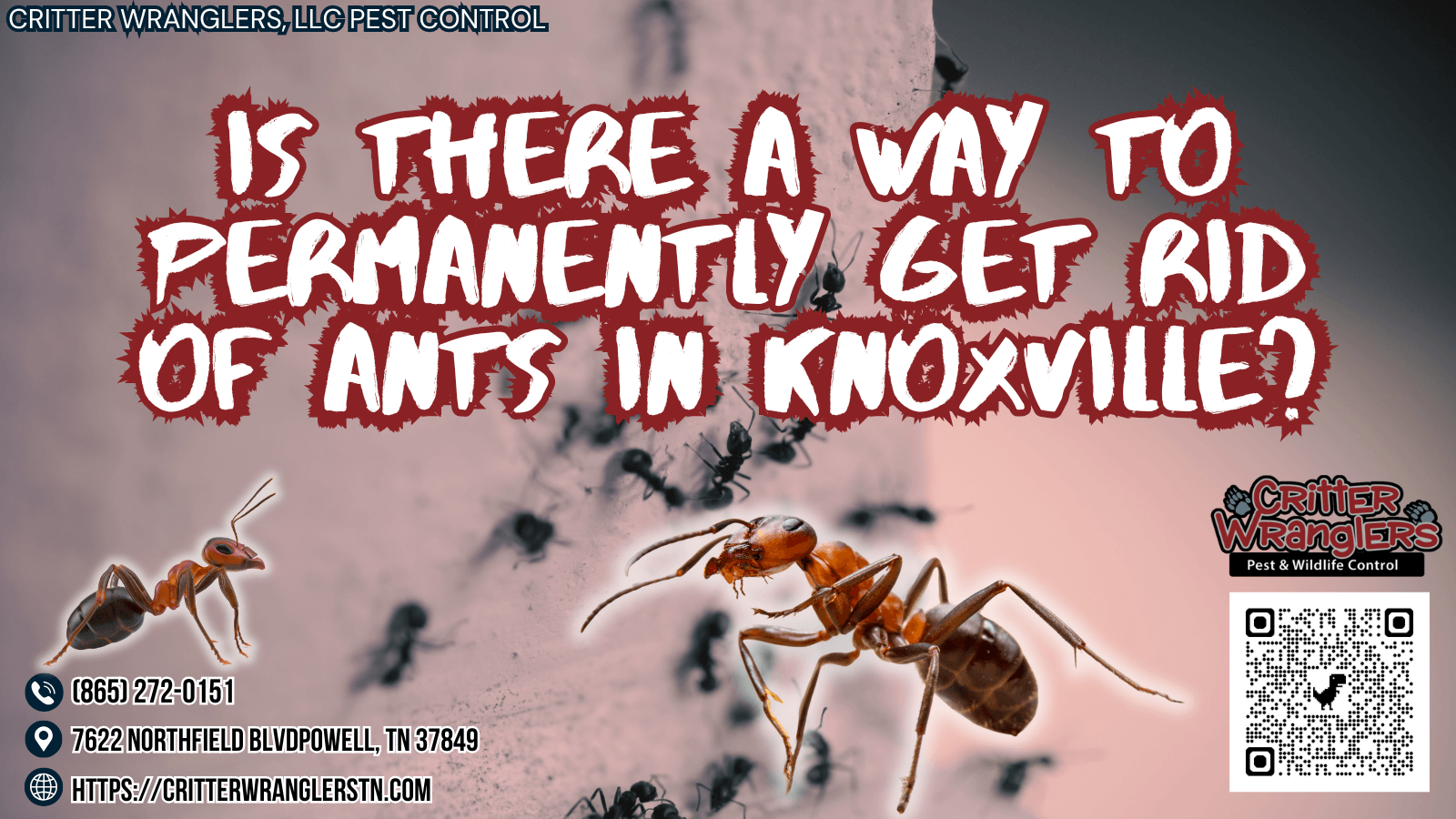 Is There a Way to Permanently Get Rid of Ants in Knoxville