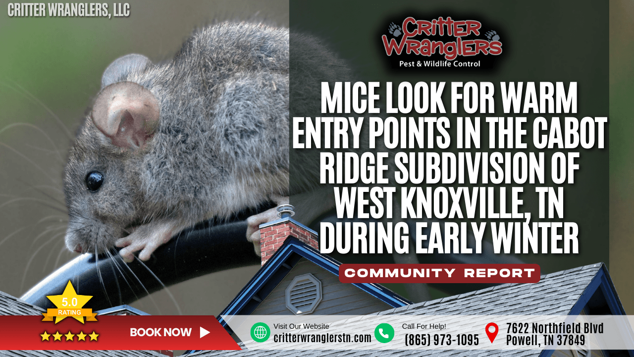 Mice Look for Warm Entry Points in the Cabot Ridge Subdivision of West Knoxville, TN During Early Winter