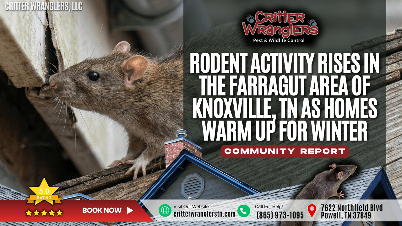Rodent Activity Rises in the Farragut Area of Knoxville, TN as Homes Warm Up for Winter