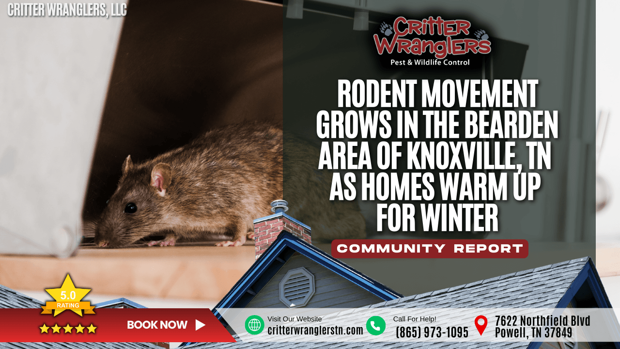 Rodent Movement Grows in the Bearden Area of Knoxville, TN as Homes Warm Up for Winter