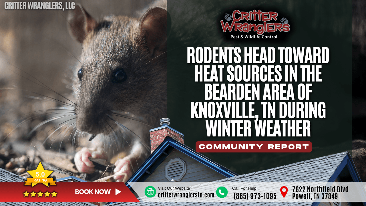Rodents Head Toward Heat Sources in the Bearden Area of Knoxville, TN During Winter Weather
