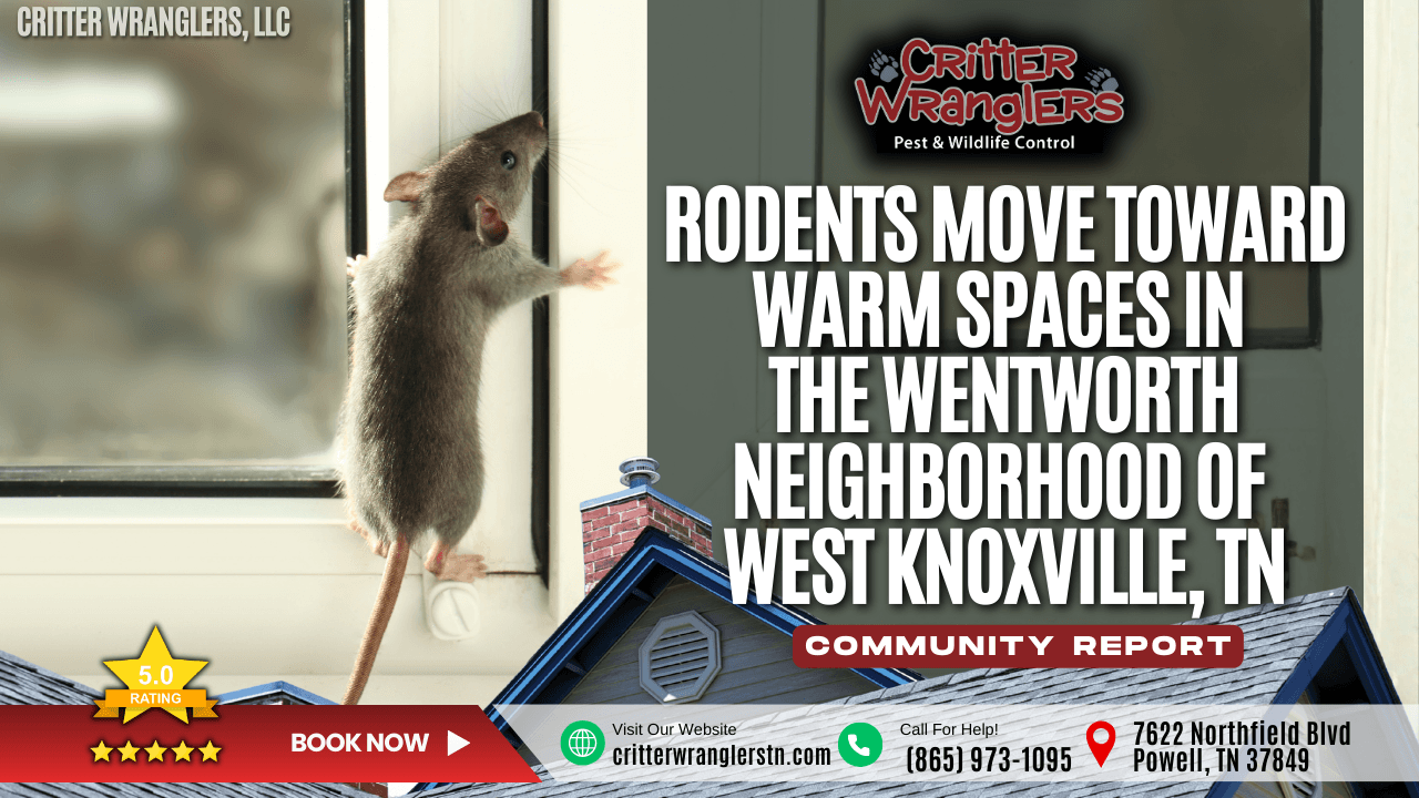 Rodents Move Toward Warm Spaces in the Wentworth Neighborhood of West Knoxville, TN