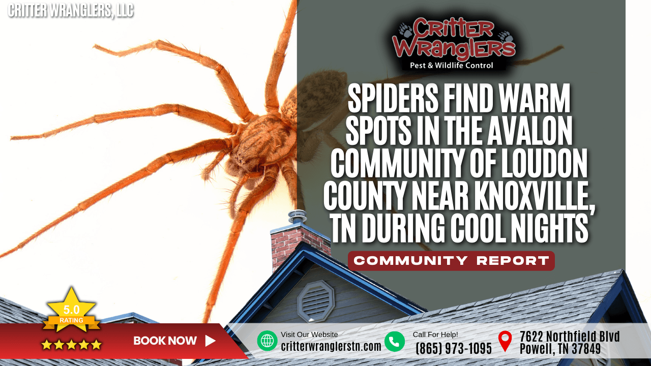 Spiders Find Warm Spots in the Avalon Community of Loudon County near Knoxville, TN During Cool Nights