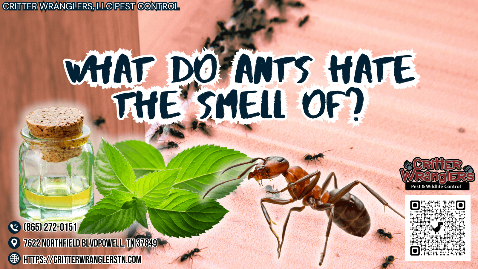 What Do Ants Hate the Smell Of