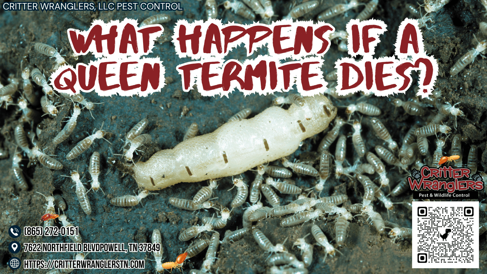 What Happens if a Queen Termite Dies