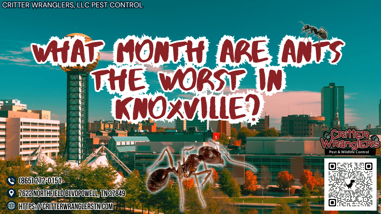 What Month Are Ants the Worst in Knoxville