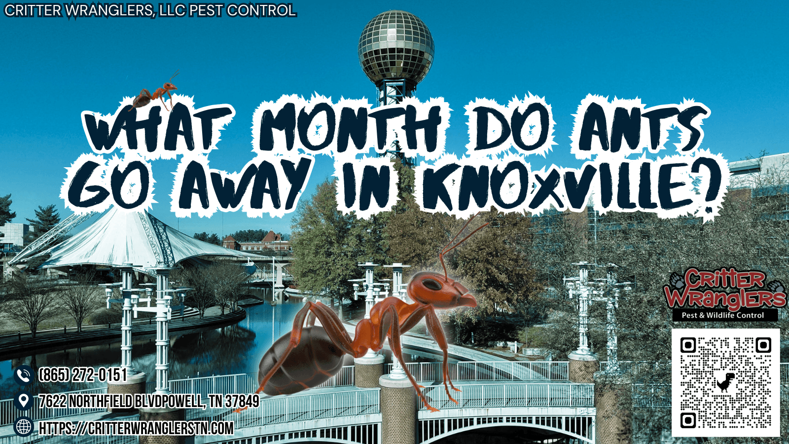 What Month Do Ants Go Away in Knoxville