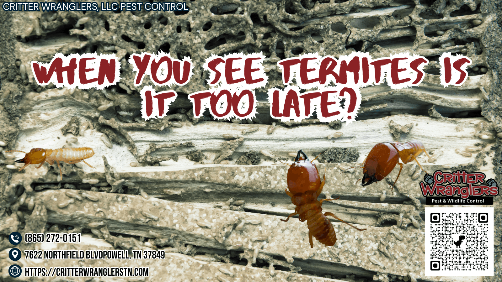 When You See Termites Is It Too Late