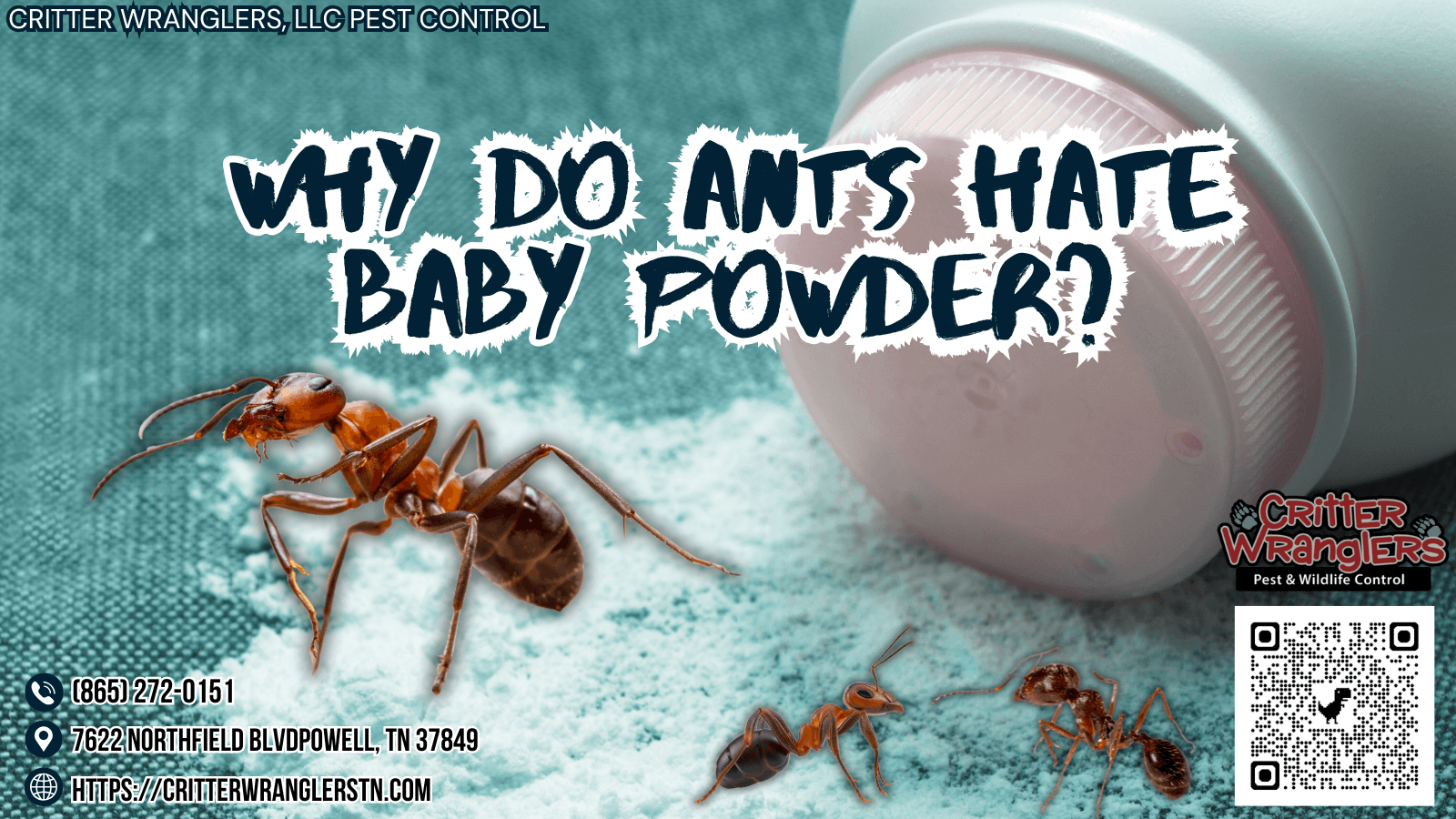 Why Do Ants Hate Baby Powder