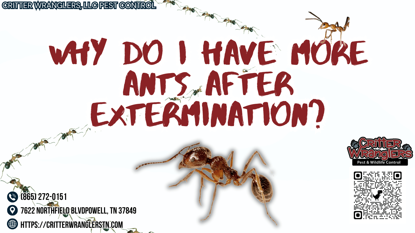 Why Do I Have More Ants After Extermination