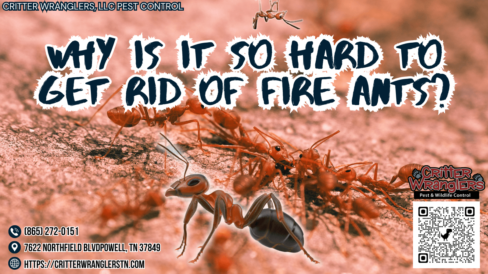 Why Is It so Hard to Get Rid of Fire Ants