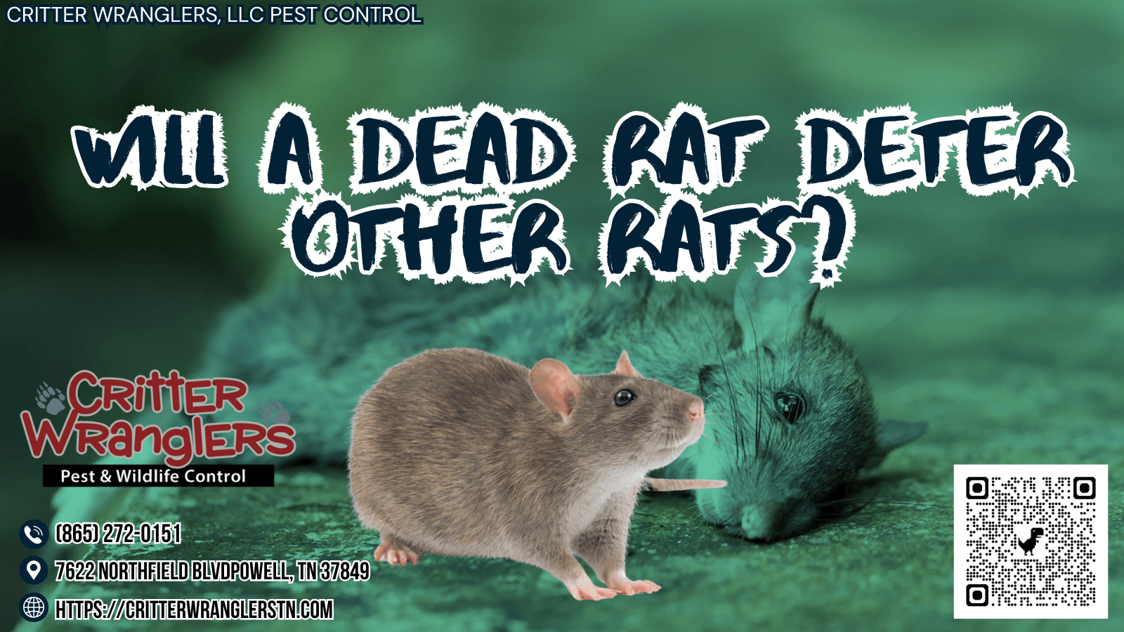 Will A Dead Rat Deter Other Rats