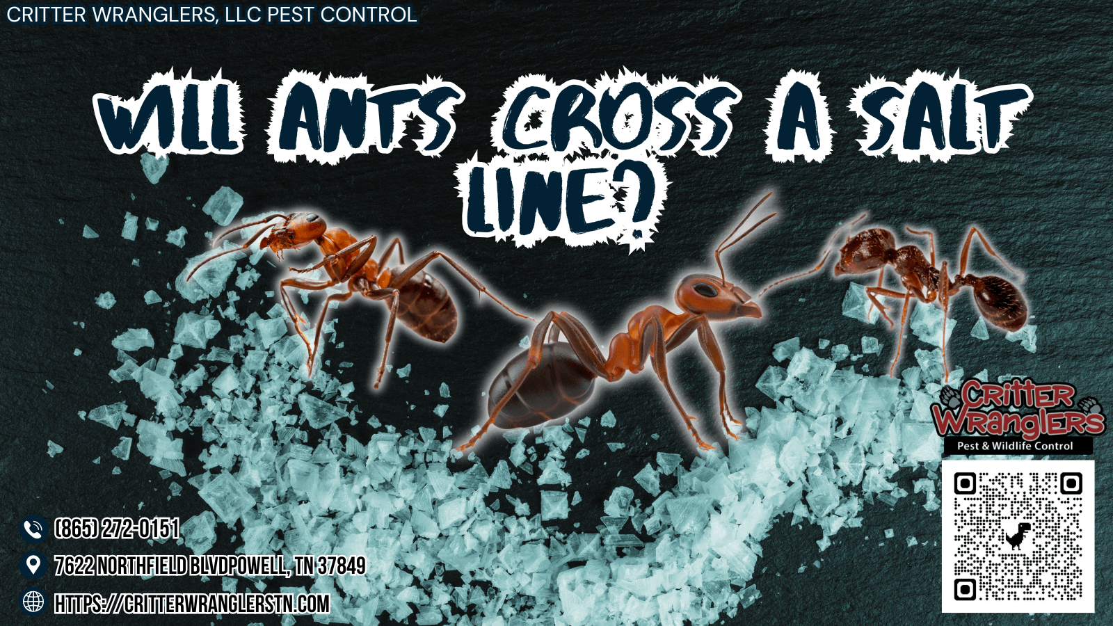 Will Ants Cross a Salt Line