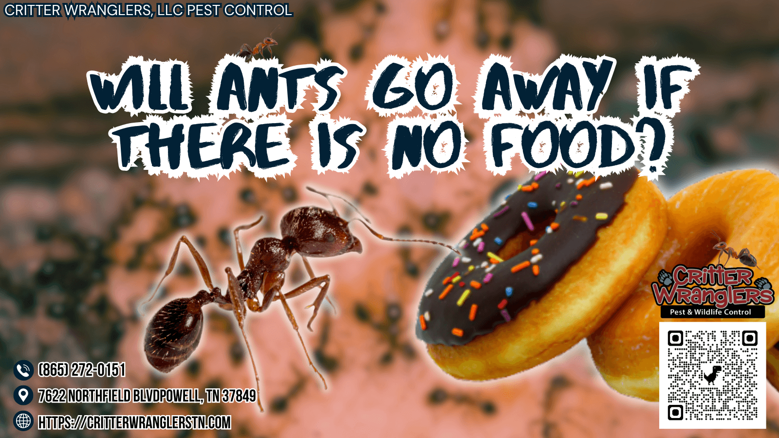 Will Ants Go Away if There Is No Food
