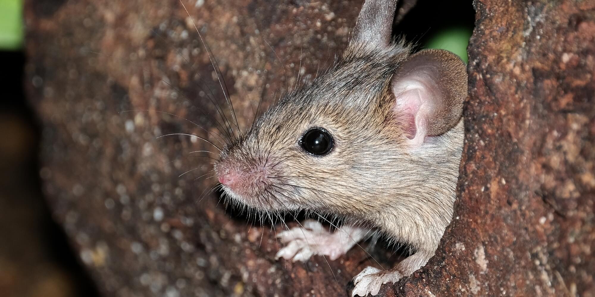 dreamstime_xxl_161428802