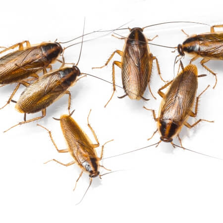 dreamstime_xxl_30378370 (1)