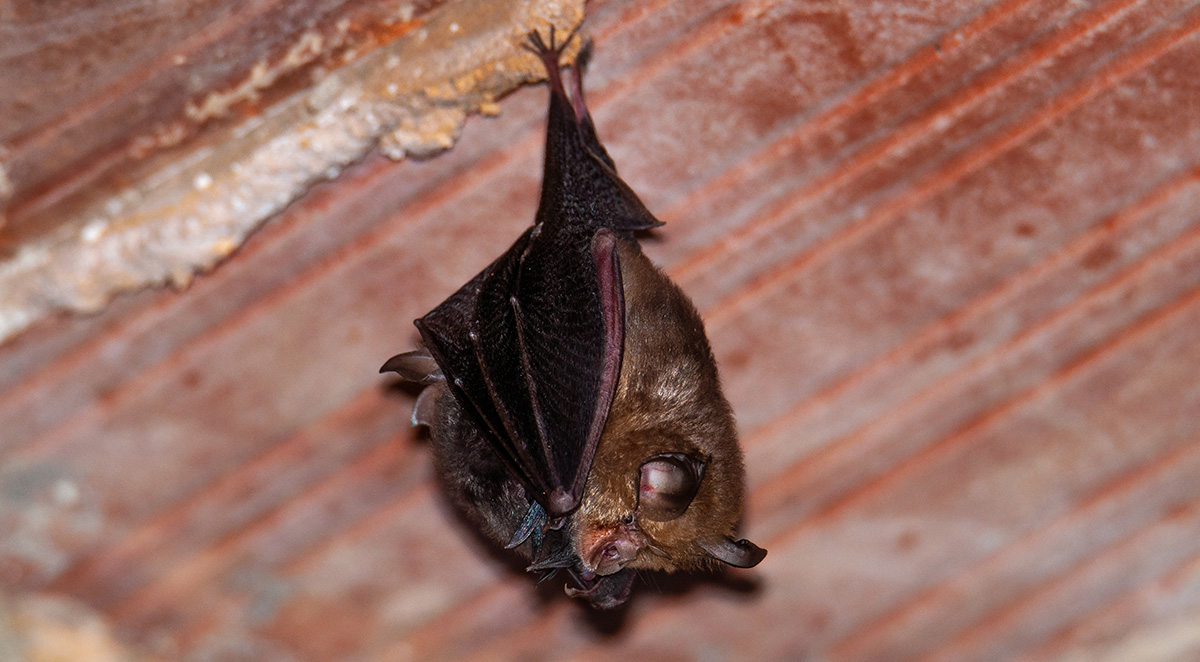 How Bats Get Into Knoxville Homes (and How to Remove Them)